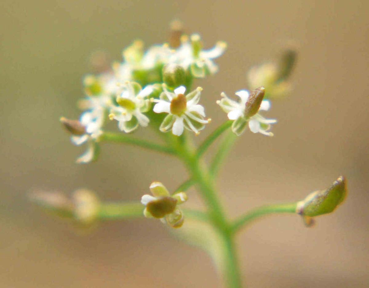 Chamois cress, Rock flower